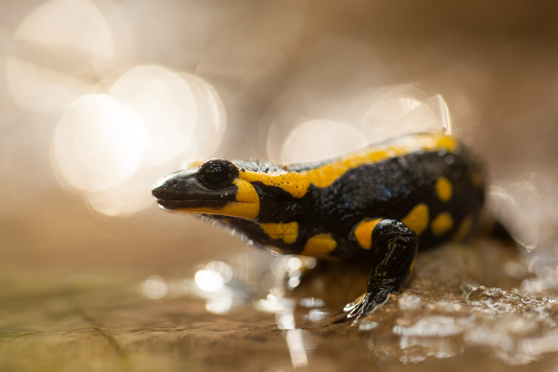 La salamandre, animal des forêts en bonne santé - Association Francis Hallé  pour la forêt primaire