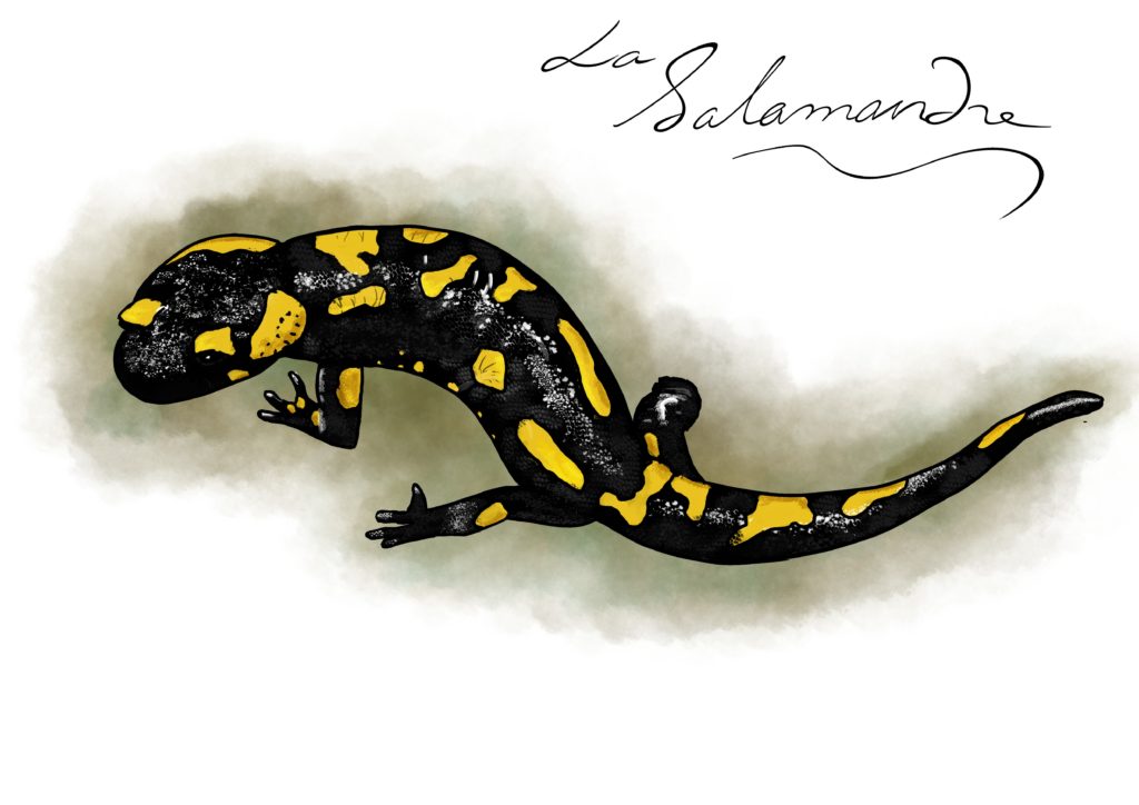 La salamandre tachetée : une vie, neuf prodiges pour un animal hors du  commun - La Salamandre