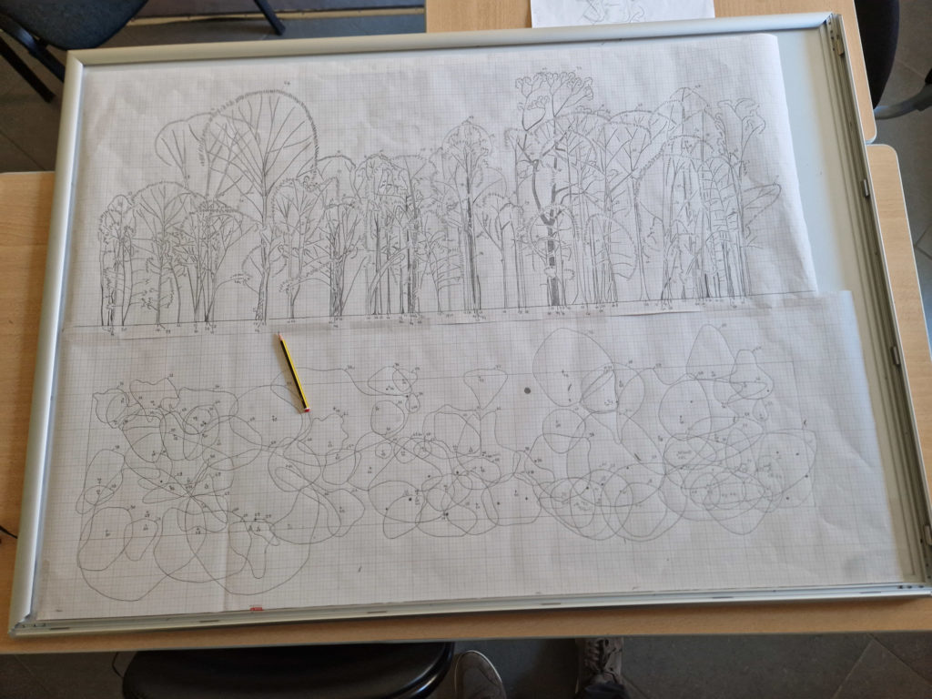 Profil forestier représentant un transect de forêt vue de profil et vu de haut, dessiné au crayon, à l'échelle