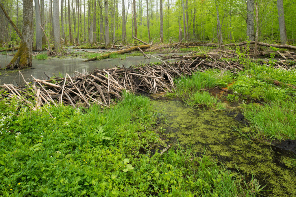 Un barrage de bois nivelle deux niveaux d'eau au milieu d'une forêt verdoyante