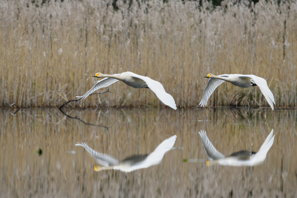 Deux oiseaux survolent de près une rivière, leur image se reflétant dans l'eau